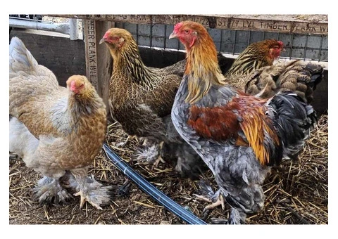 Brahma heritage breed Fertile Hatching Eggs. - 3/11