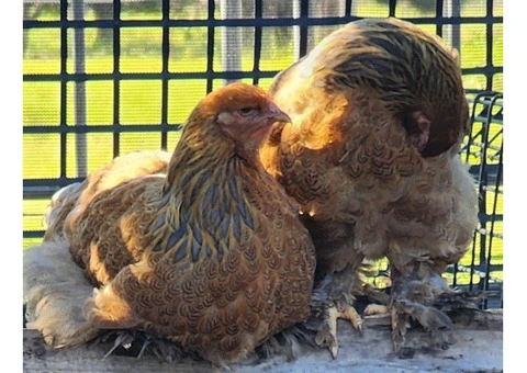 Brahma heritage breed Fertile Hatching Eggs. - 4/11