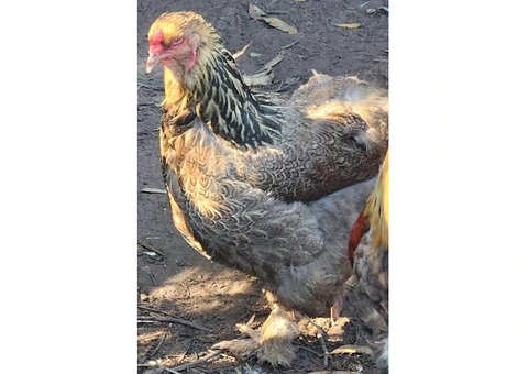Brahma heritage breed Fertile Hatching Eggs. - 5/11