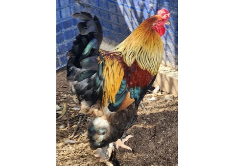 Brahma heritage breed Fertile Hatching Eggs. - 6/11