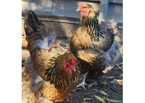 Brahma heritage breed Fertile Hatching Eggs. - 7/11
