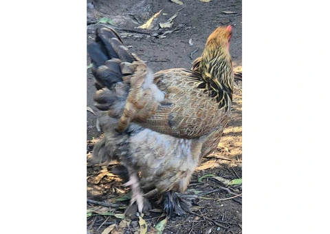 Brahma heritage breed Fertile Hatching Eggs. - 8/11