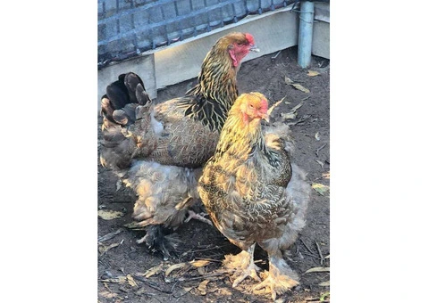 Brahma heritage breed Fertile Hatching Eggs. - 9/11