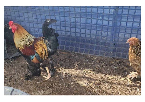 Brahma heritage breed Fertile Hatching Eggs. - 10/11