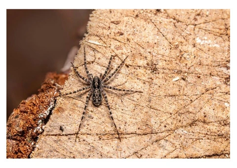 Is Your North Shore Home Being Overrun By Cockroaches & Spiders?