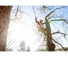 Tree Removal North Sydney