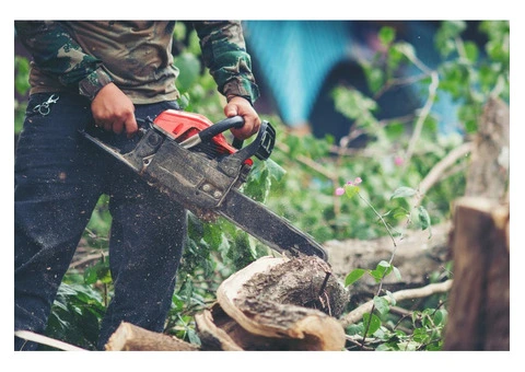Tree Removal Adelaide | Safe & Affordable Tree Experts