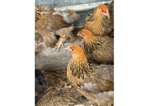 Brahma Pullets Ready to go. - 1/7