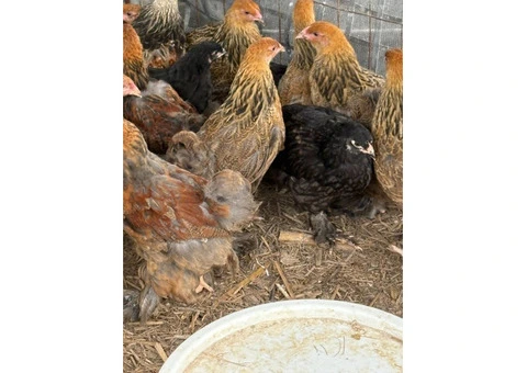 Brahma Pullets Ready to go. - 2/7