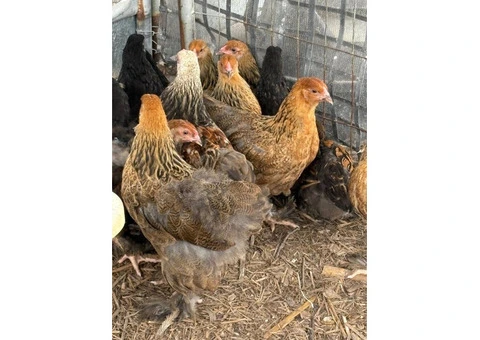 Brahma Pullets Ready to go. - 3/7