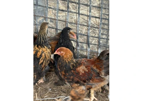 Brahma Pullets Ready to go. - 4/7