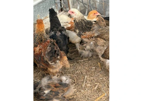 Brahma Pullets Ready to go. - 5/7