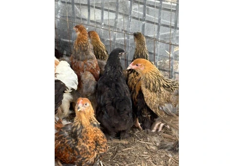 Brahma Pullets Ready to go. - 6/7