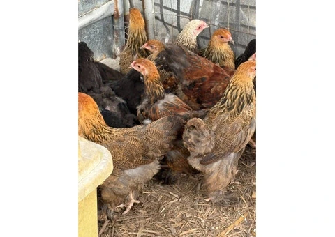 Brahma Pullets Ready to go. - 7/7