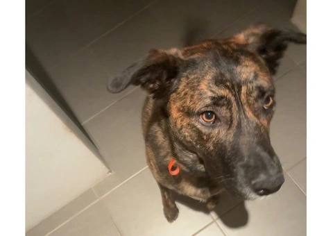 Dog needs re-homing - 1/8