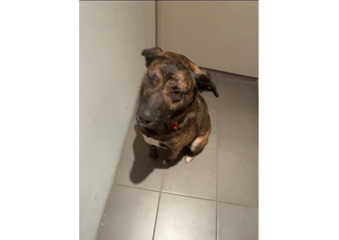 Dog needs re-homing - 2/8