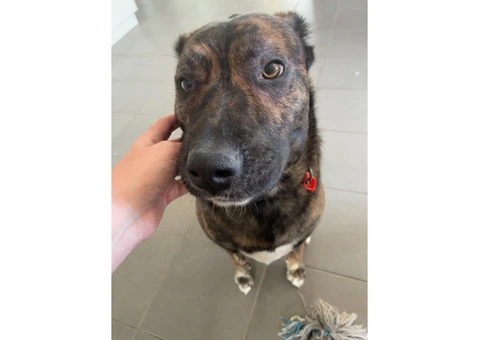 Dog needs re-homing - 3/8