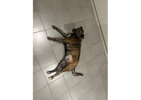 Dog needs re-homing - 4/8
