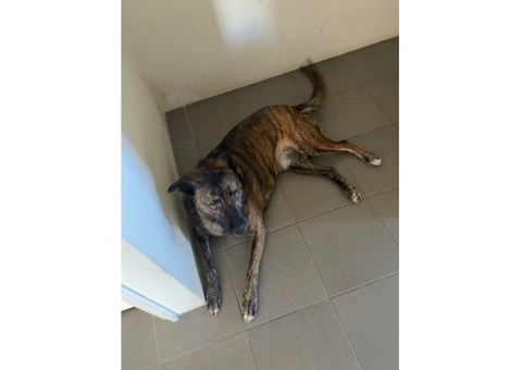 Dog needs re-homing - 5/8