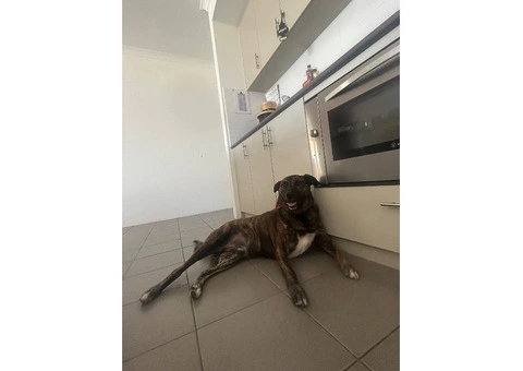 Dog needs re-homing - 6/8