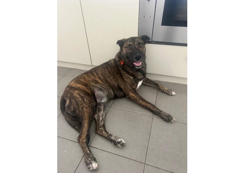 Dog needs re-homing - 7/8