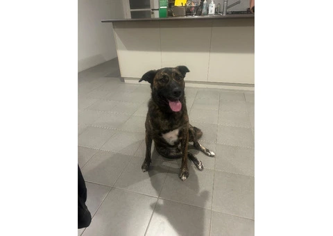 Dog needs re-homing - 8/8