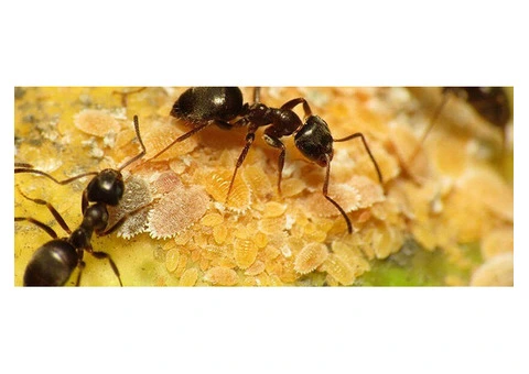 Secure Lasting Ant Control in Your Melbourne Home