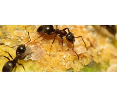Secure Lasting Ant Control in Your Melbourne Home