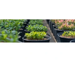 Low Maintenance Plants for Small Gardens