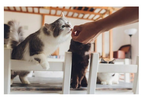 Premium Cat Boarding in Melbourne You Can Trust