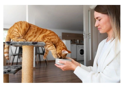 Transparent Cattery Prices in Melbourne