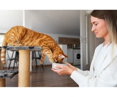 Transparent Cattery Prices in Melbourne