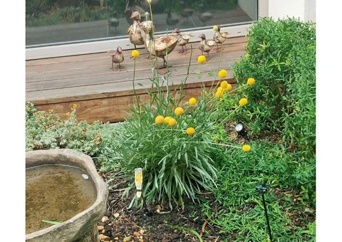 Transform Your Garden with Rejuvenation Services in South East Melbourne