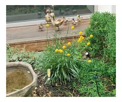 Transform Your Garden with Rejuvenation Services in South East Melbourne