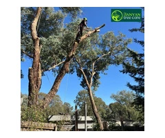 Tree Pruning in Melbourne – Expert Care for Healthier, Safer Trees