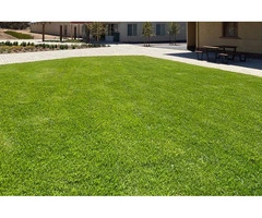 Premium Lawn Installation Adelaide – Growing Greener Outdoor Spaces with The Turf Farm