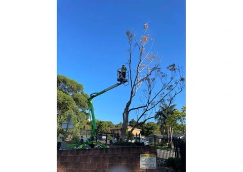 Expert Tree Removals in Wollongong | Professional Tree Services