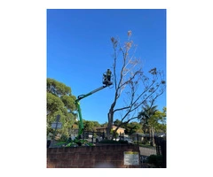Expert Tree Removals in Wollongong | Professional Tree Services