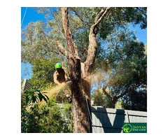 Professional Tree Cutters in Melbourne for Safe & Reliable Service