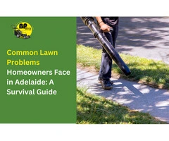 Looking for a Lawn Problems in Adelaide