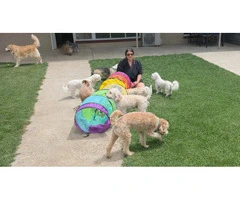 Dog Daycare Adelaide | Safe & Loving Care – Dog Love Services