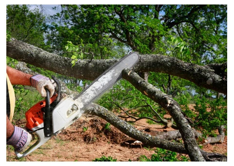 Fast & Safe Tree Removal Services in Northern Beaches Sydney