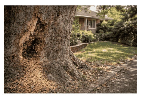 Fast & Safe Tree Removal Services in Northern Beaches Sydney - 2/2