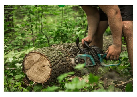 Tree Removal Adelaide | Professional Arborists Near You