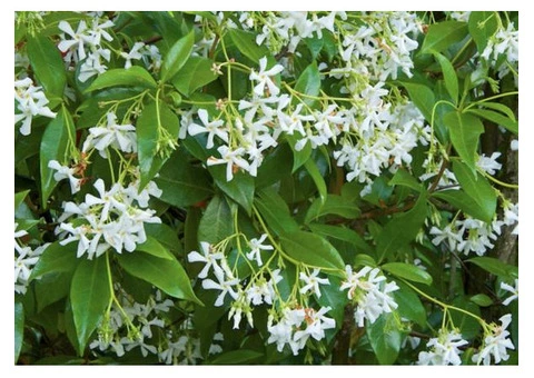 Star Jasmine Plant – Fragrant Climbing Beauty for Your Garden