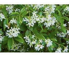 Star Jasmine Plant – Fragrant Climbing Beauty for Your Garden