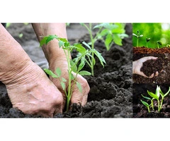 Enhance Soil Quality Naturally with Humate Fertiliser