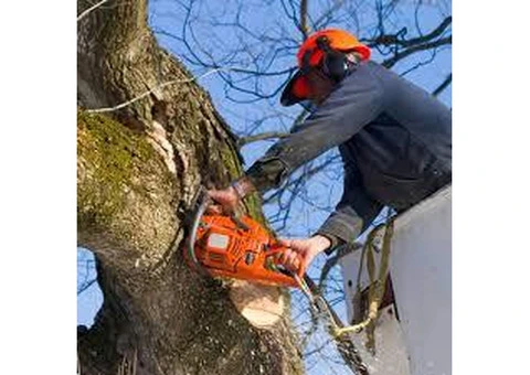 Tree Removal Sutherland Shire