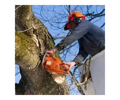 Tree Removal Sutherland Shire