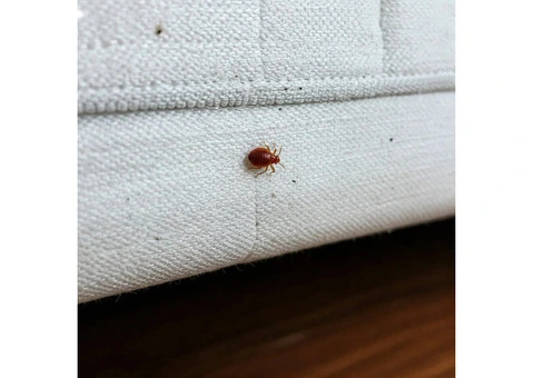Bed Bug Control Melbourne: Protecting Your Home from Hidden Pests